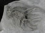 Undescribed Radiaspis Trilobite From Jorf - Incredibly Rare #34771-2